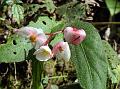 East-Himalayan Begonia